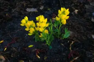 Como Cultivar Resiliência para Superar Momentos Difíceis da Vida